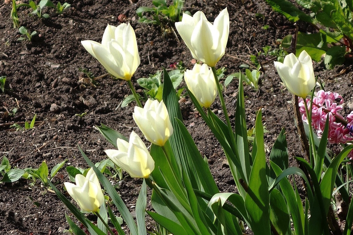 Первые тюльпаны - Рита Симонова