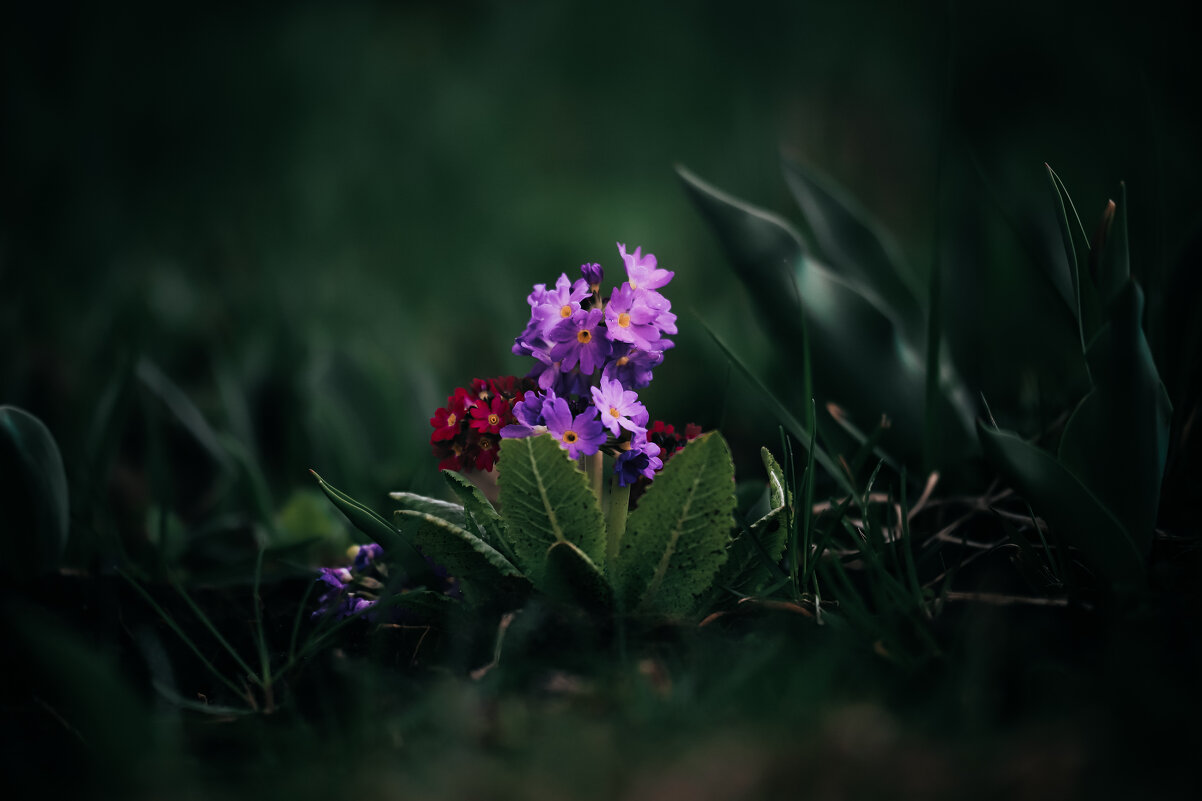 В стране дремучих примул :) - Игорь Шевченко