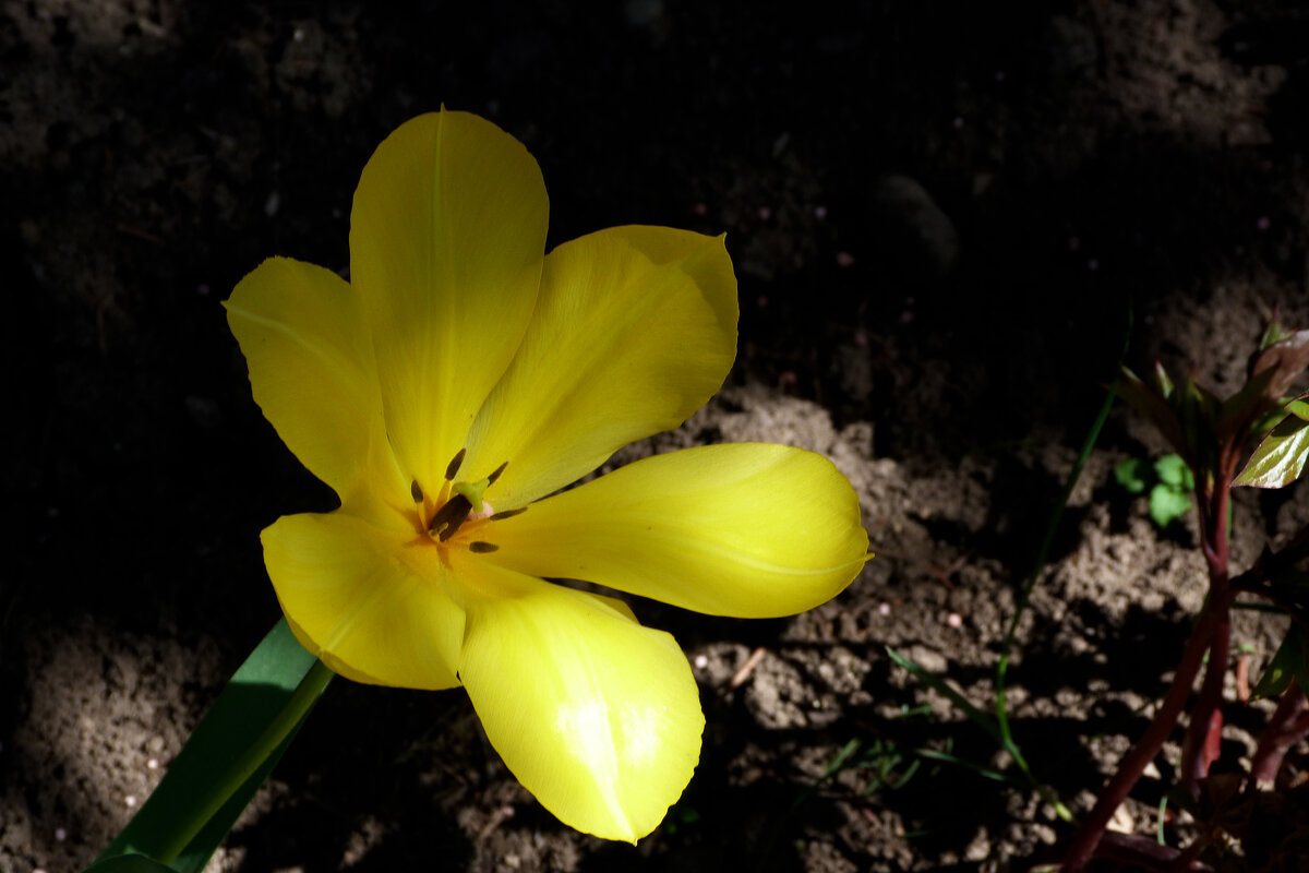 Жёлтый  тюльпан - Валентин Семчишин