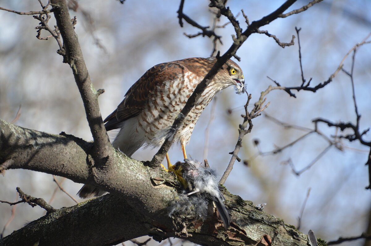 Ястреб перепелятник - Олег 