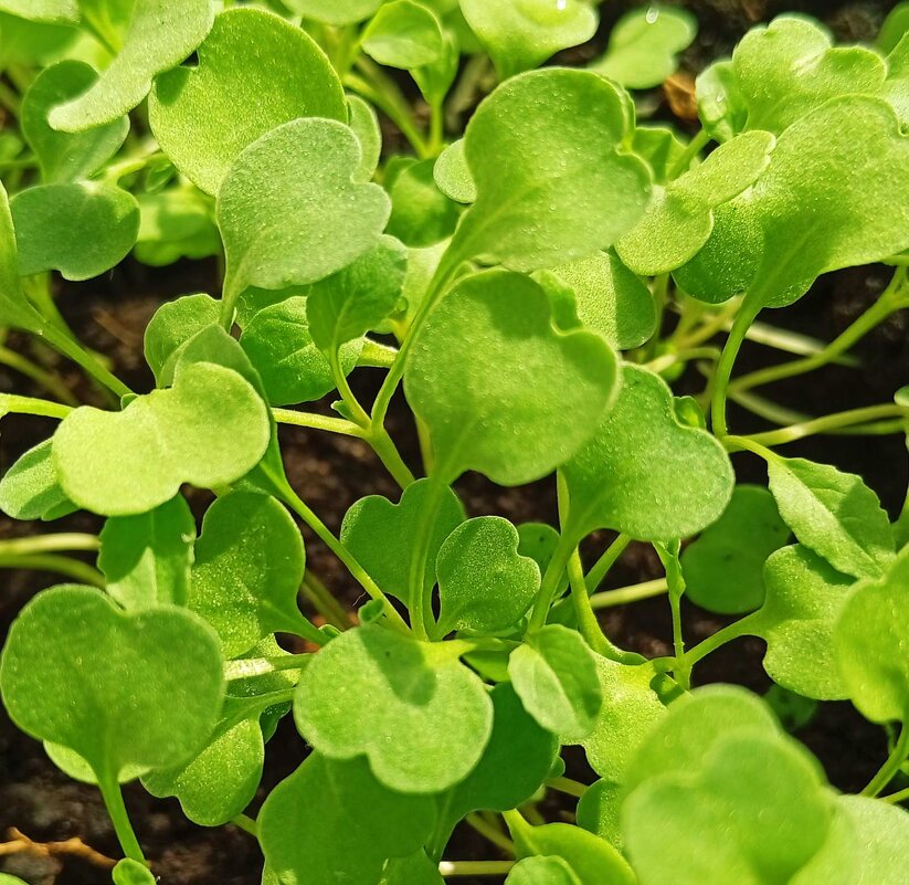 Сердечки руколы - Галина Бобкина