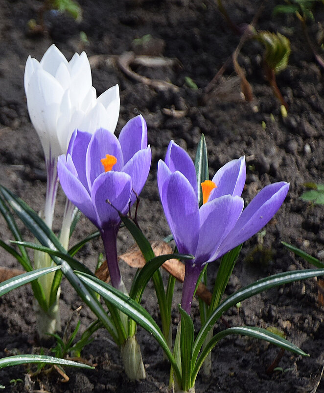 Апрель - Олег 