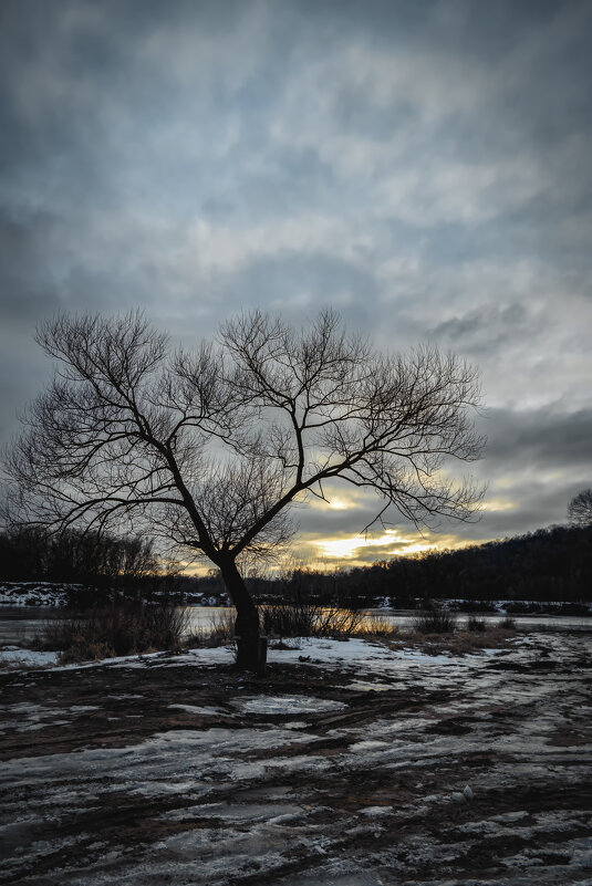 Одинокое дерево - Олег Подлесных
