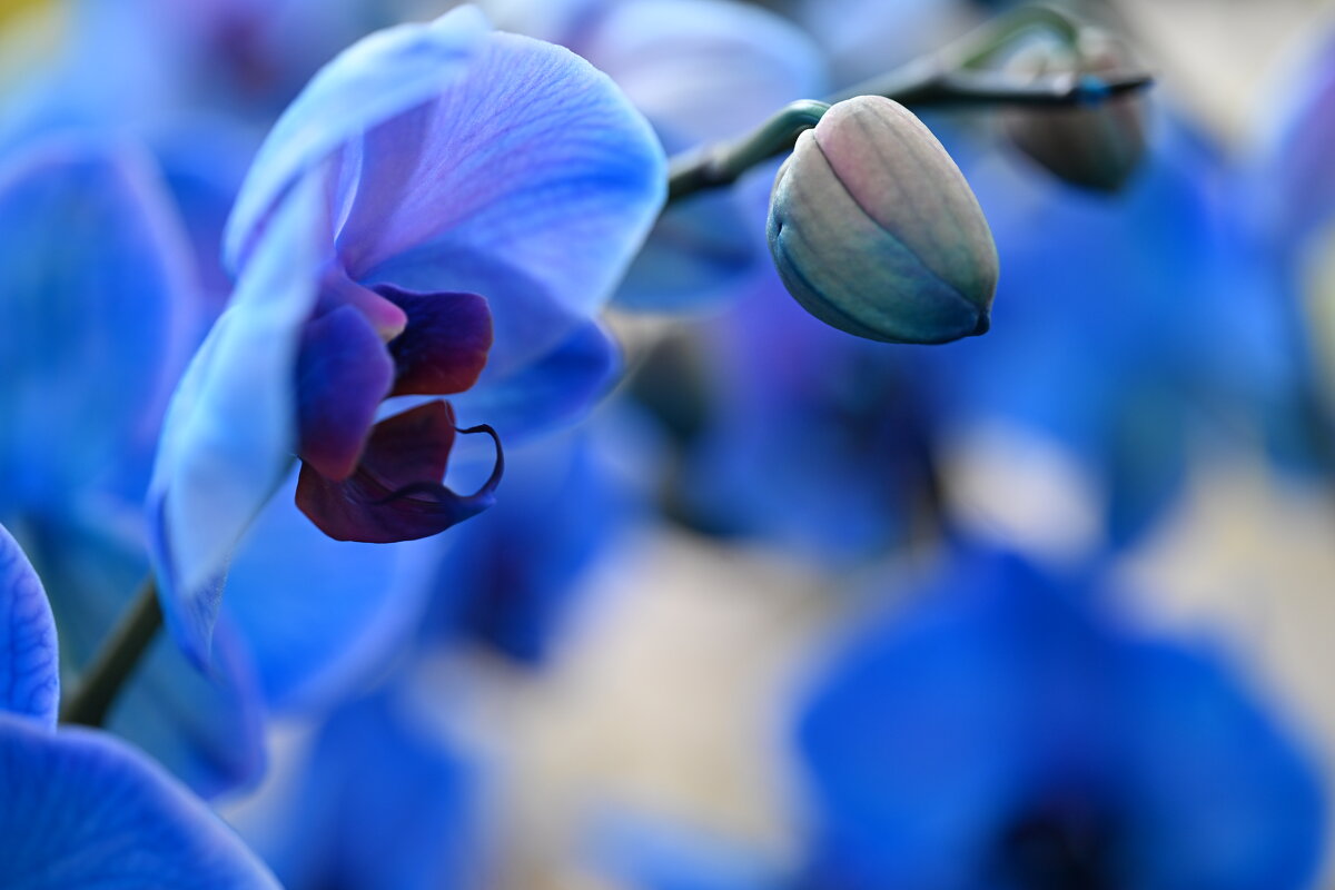 цвет настроения - Осень 