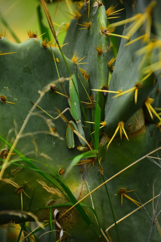 Найти богомола - Олег 