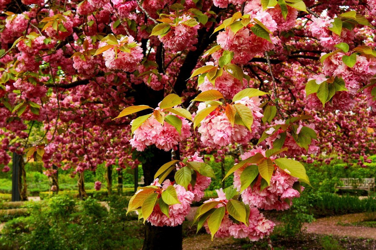 Расцвела - Юрий. Шмаков