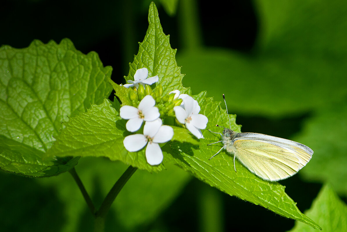 бабочка - Алефтина 