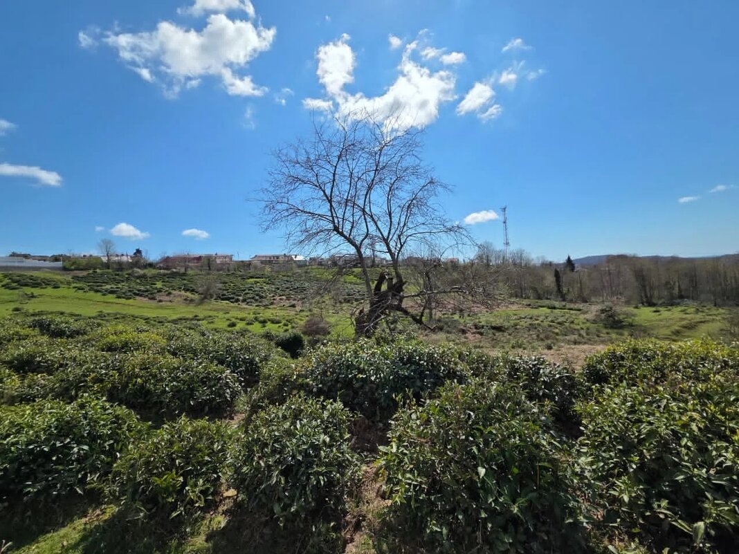 Чайные плантации - Tata Wolf