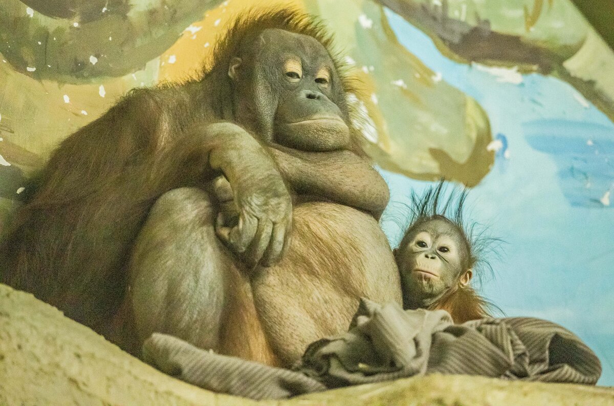 Мишель и Бушель - Аркадий Лаптенко