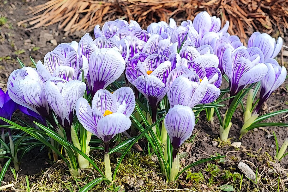Пробуждение природы - Александр Сивкин