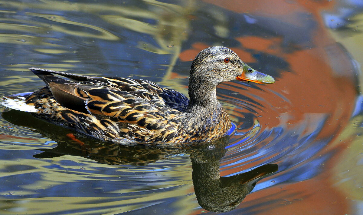 Весенний прилет....... - Анатолий Анищик