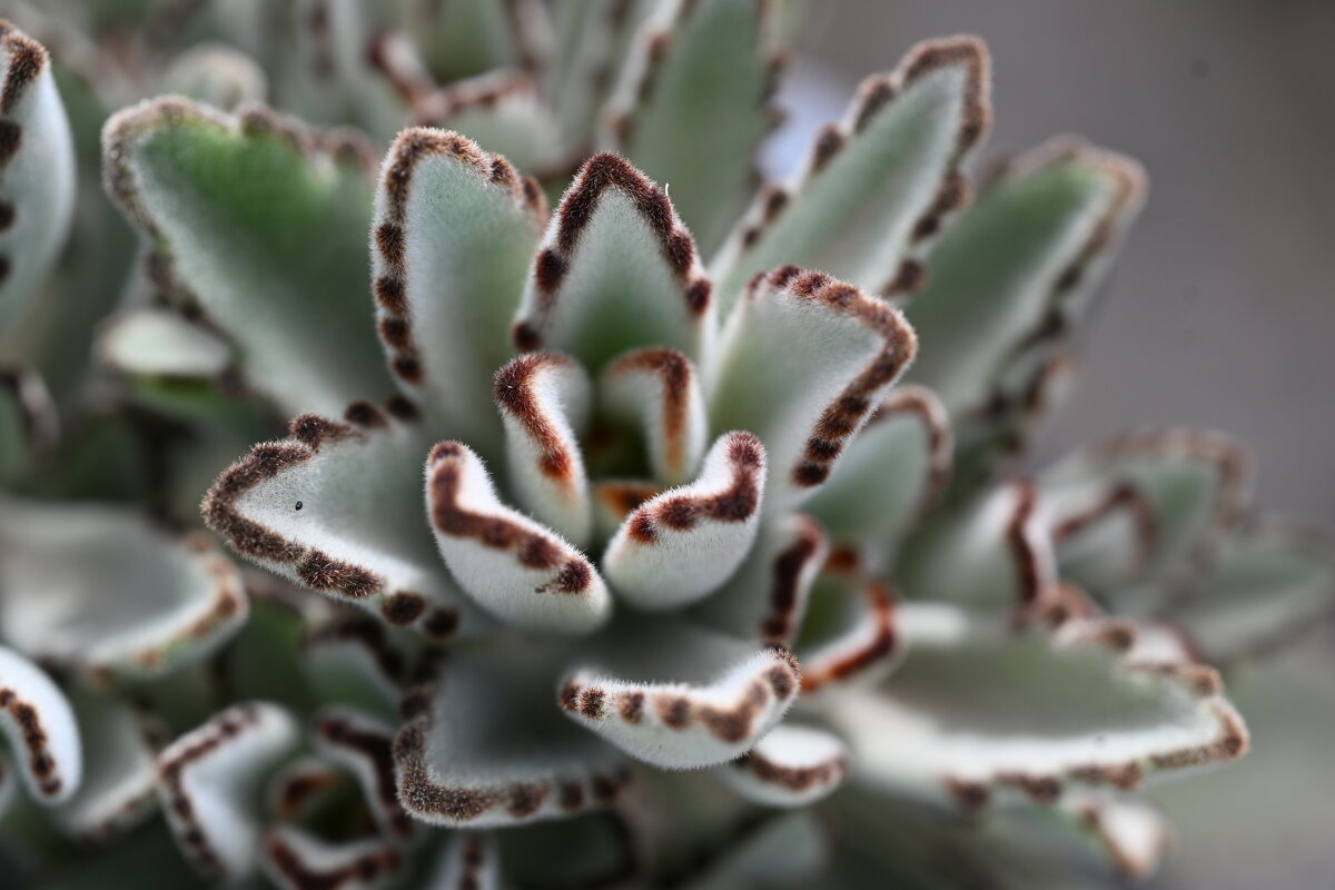 круиз по  балкончику - Осень 