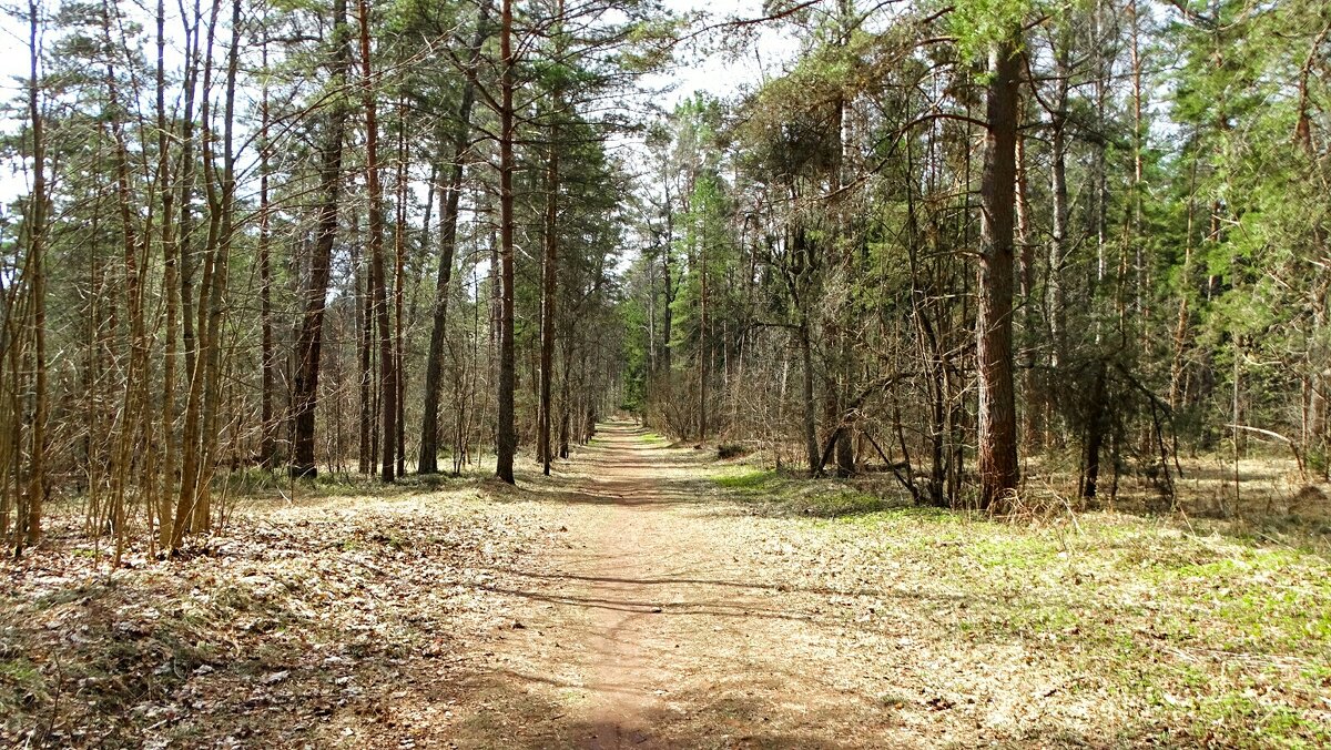 Весенний лес - Милешкин Владимир Алексеевич 