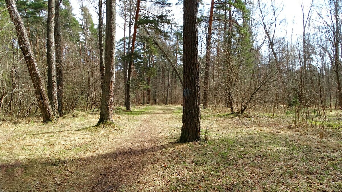 Весенний лес. - Милешкин Владимир Алексеевич 