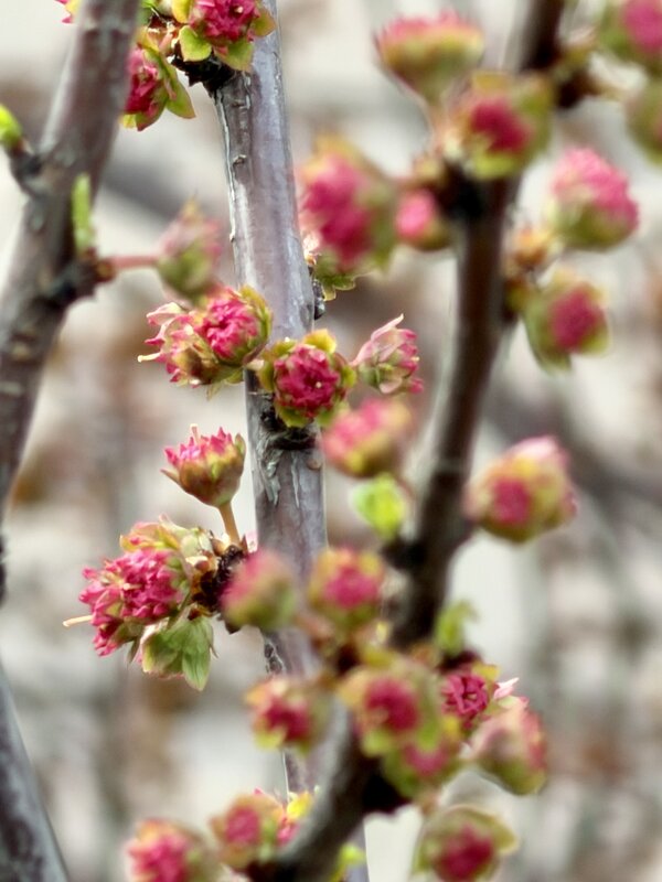 Сакура? - Pippa 