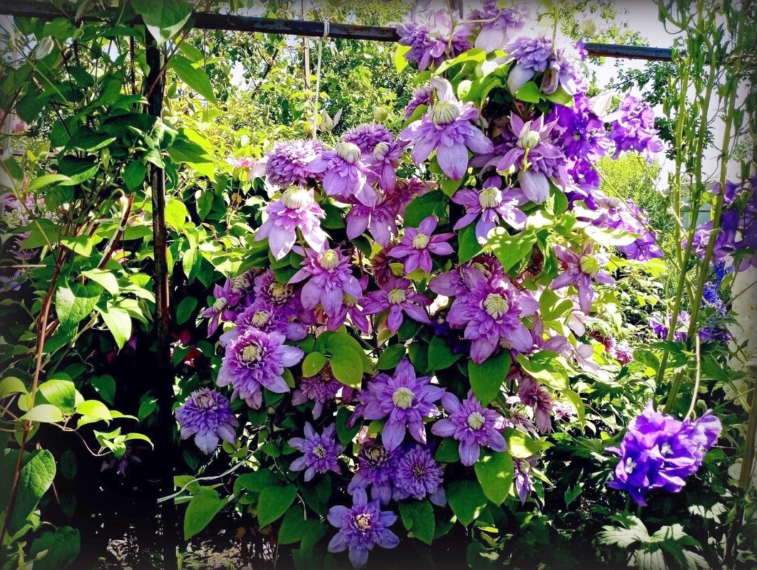 Клематисы - Елена Сухорученкова