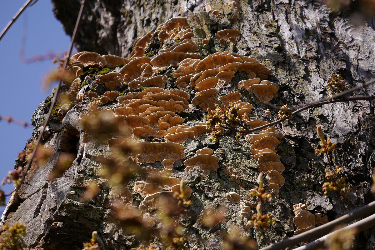 Весенние грибы - Дмитрий Swan