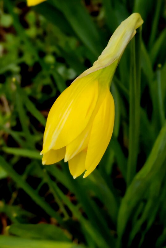 Стеснительный нарцис - Александр Кондаков