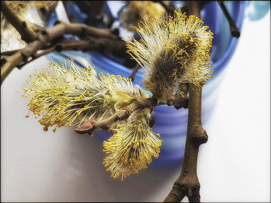 Весеннее настроение. - Лилия *