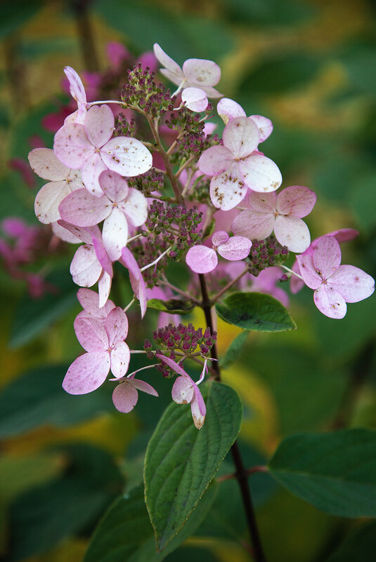 Гортензия осенняя. - Лилия *