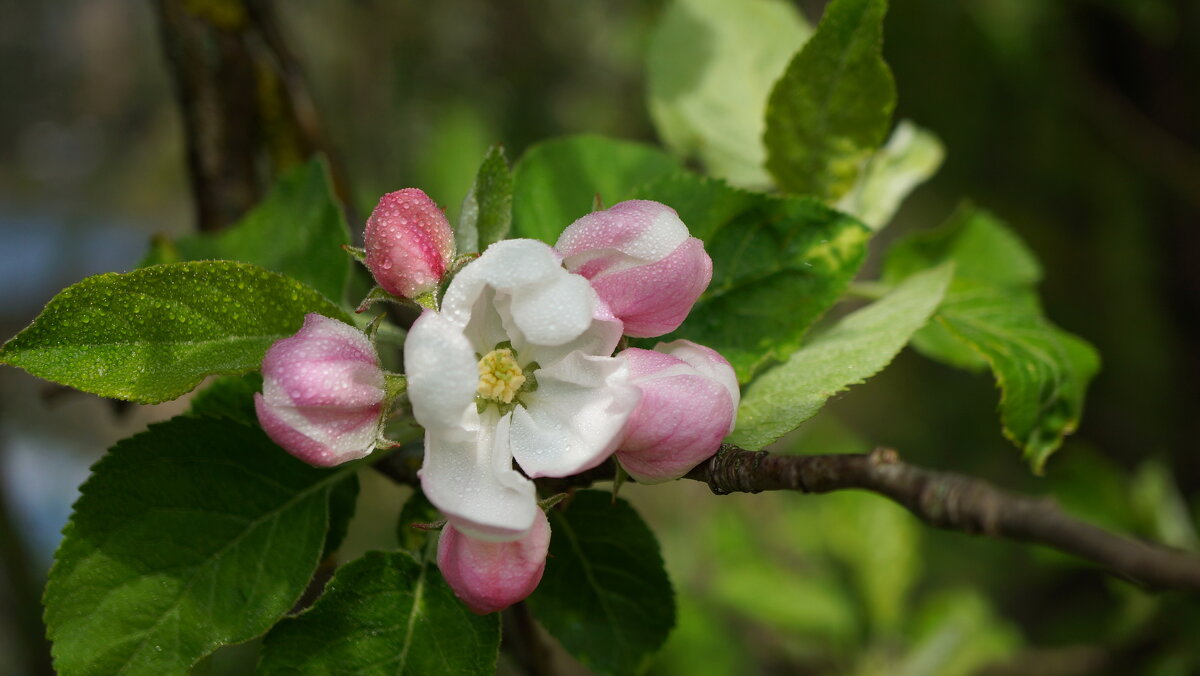 Весна ! - Вен Гъновски