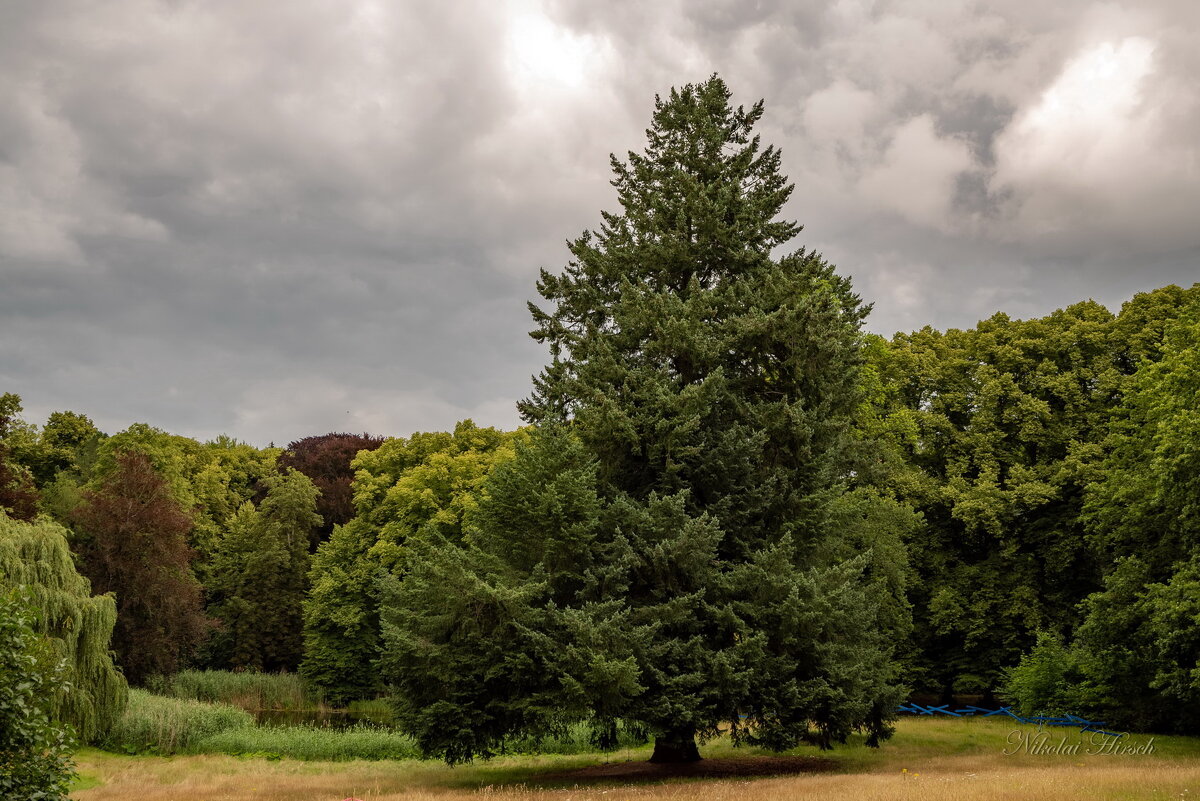 Старожил в парке... - Николай Гирш