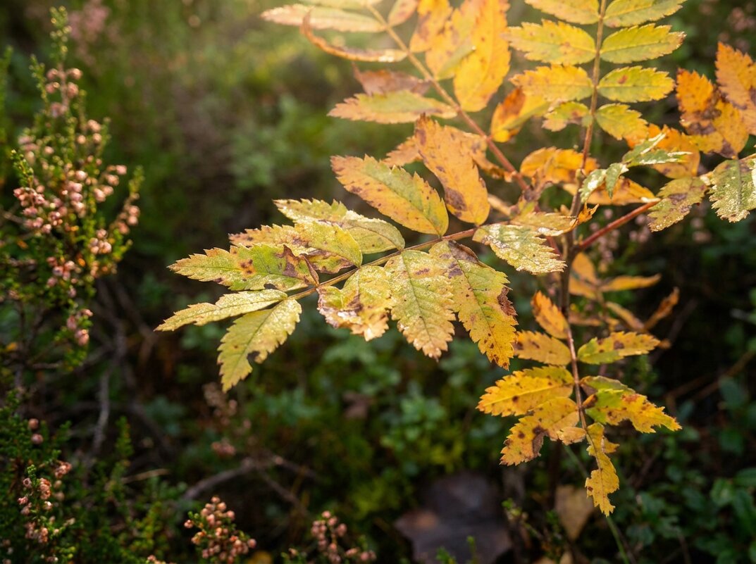 Осенняя  рябина - Лилия 