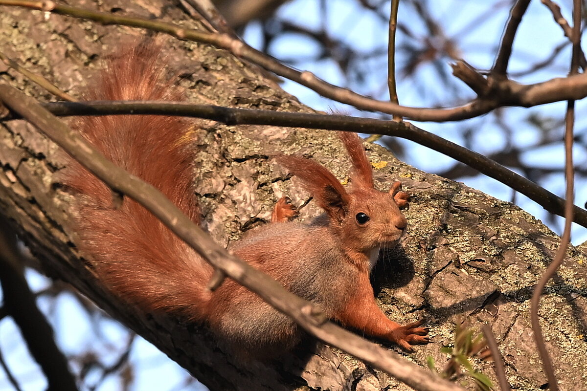 Непоседа. - Aleksandr .