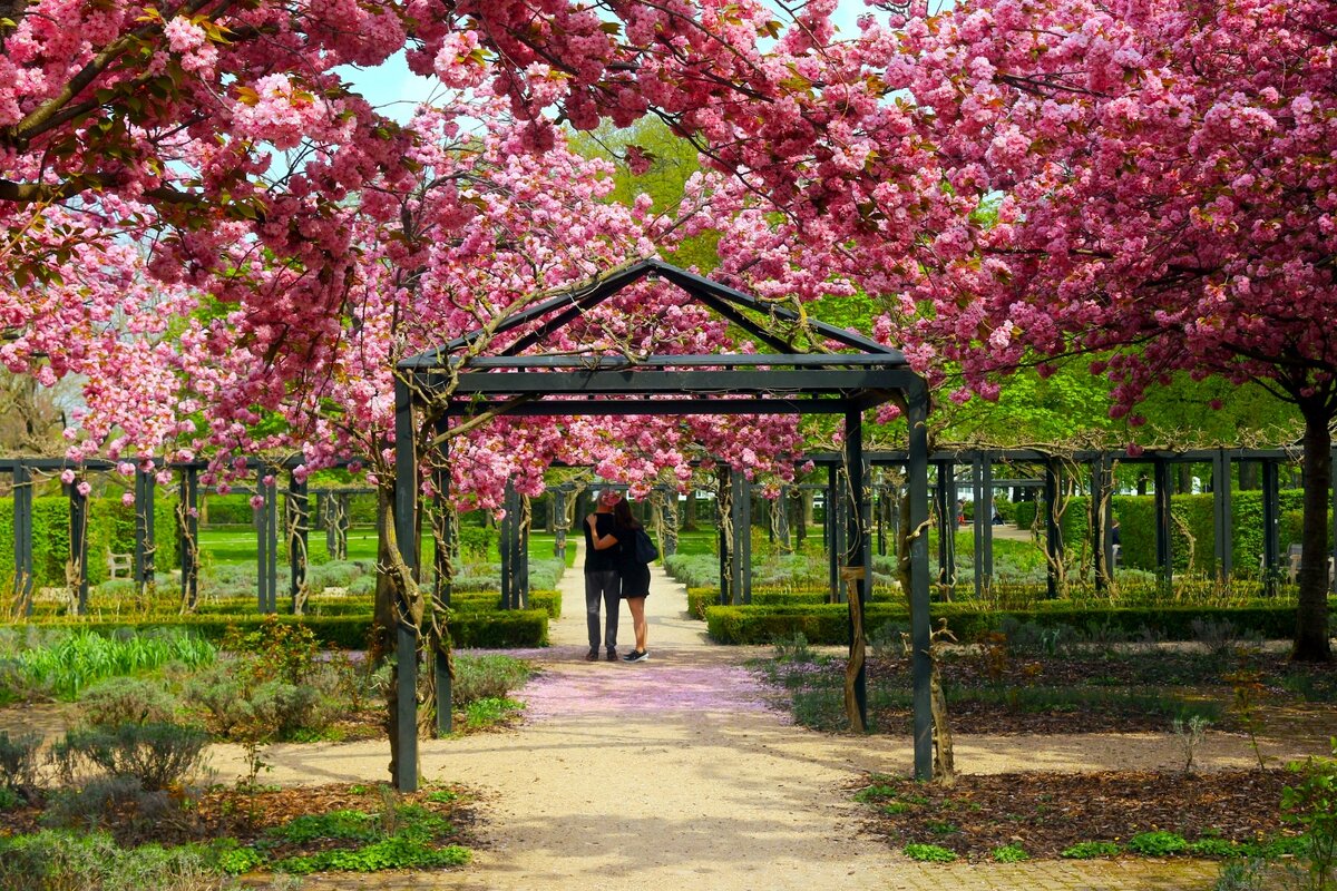 Любовь и сакура - Юрий. Шмаков