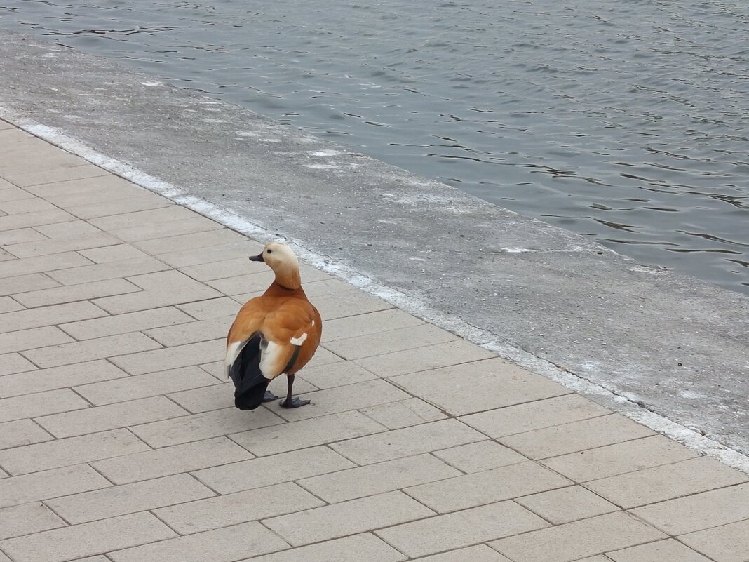 Взгляд налево - Андрей Лукьянов