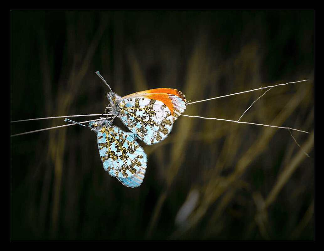 ПАРОЧКА ... - Владимир Железнов
