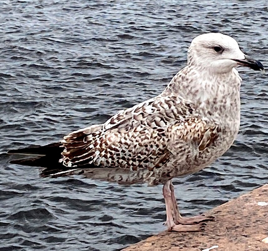 чайки жирные - Savayr 