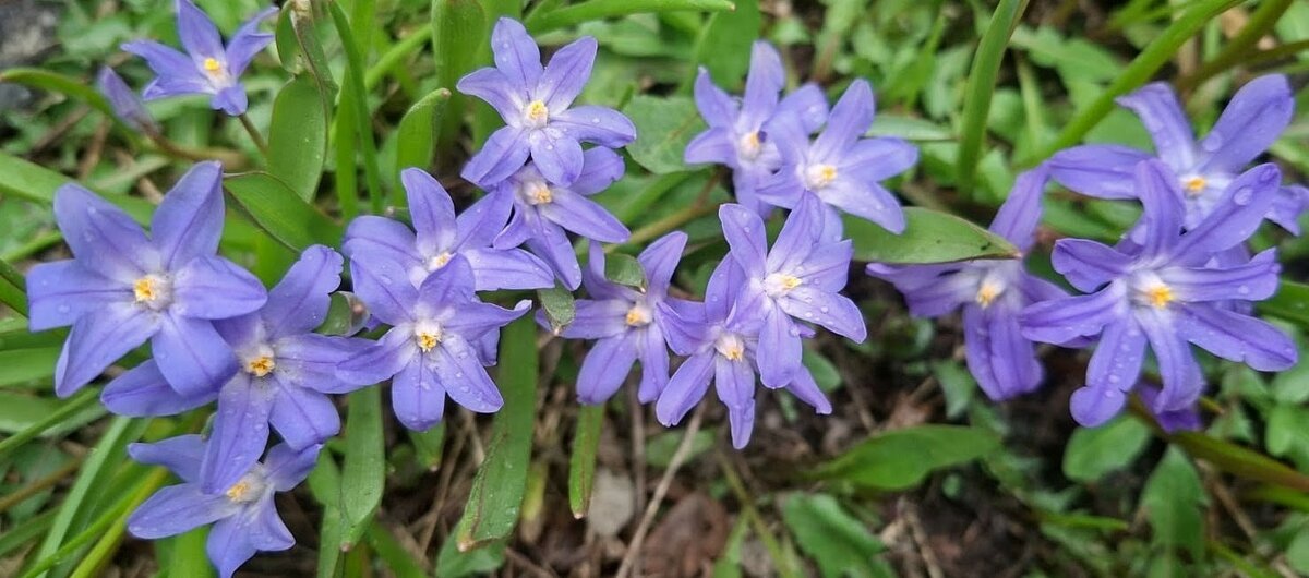 Первоцветы.... - Георгиевич 