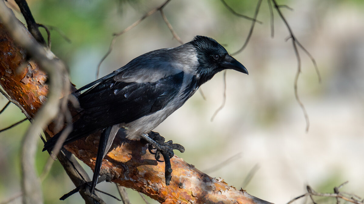 Птицы в городе - Владимир Лазарев