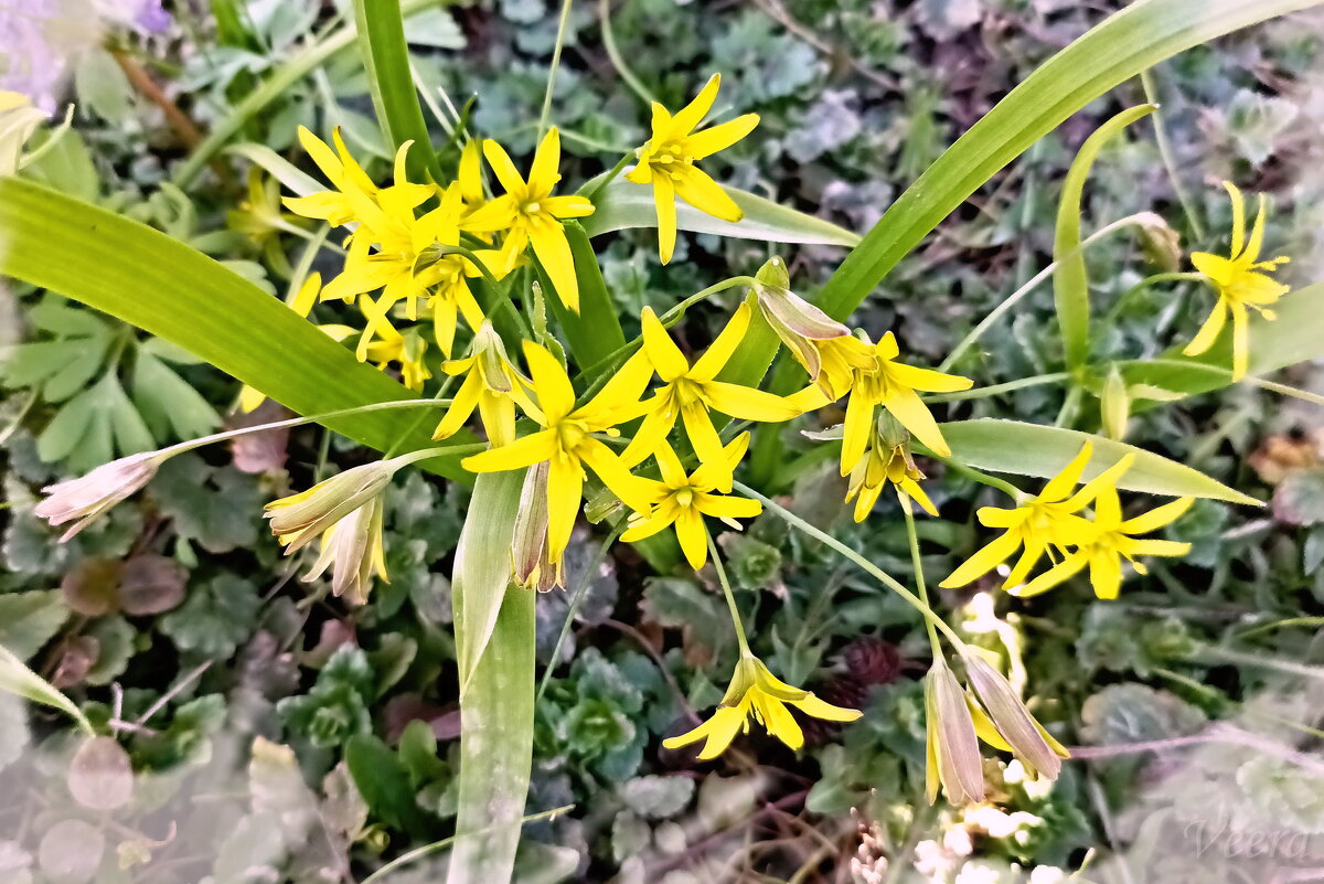 Гусиный лук желтый - Veera V