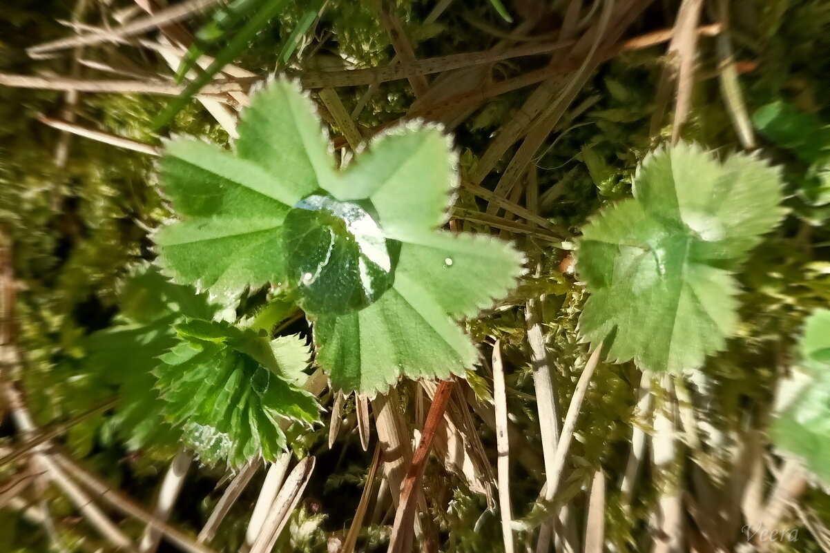 Растение манжетка - Veera V