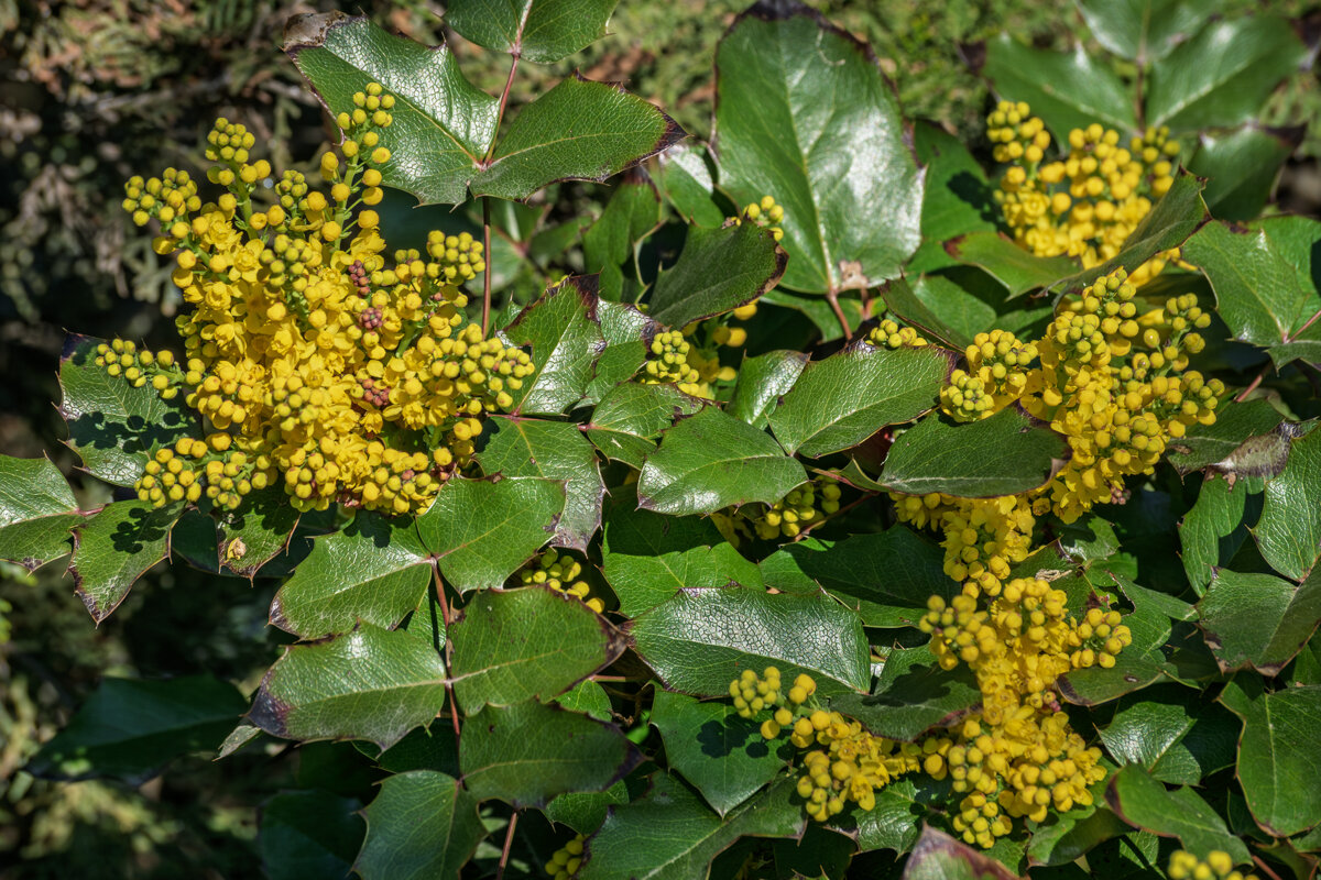 Магония падуболистная - Игорь Сикорский