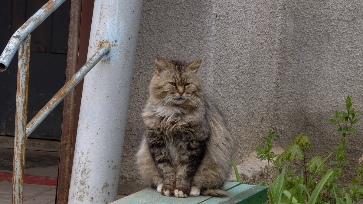 Кот пенсионер - Мариша Тим