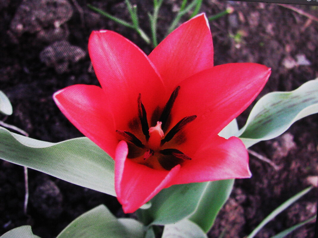 Самый ранний - Людмила Смородинская