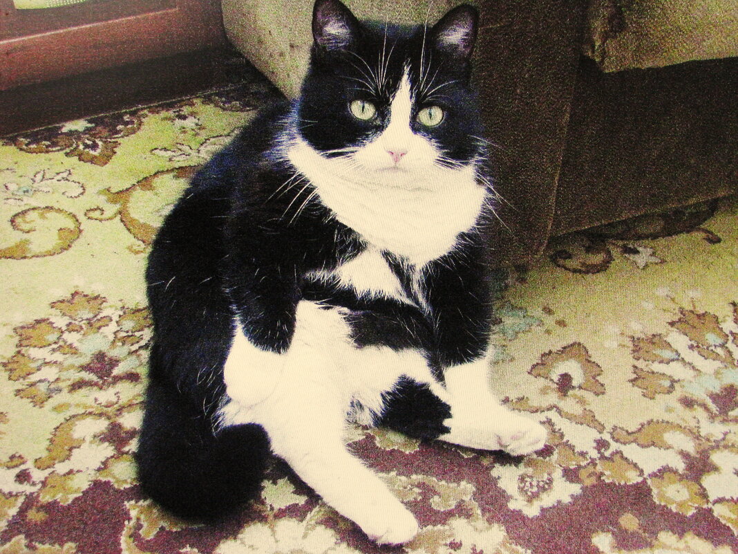 Пришёл с прогулки - Людмила Смородинская