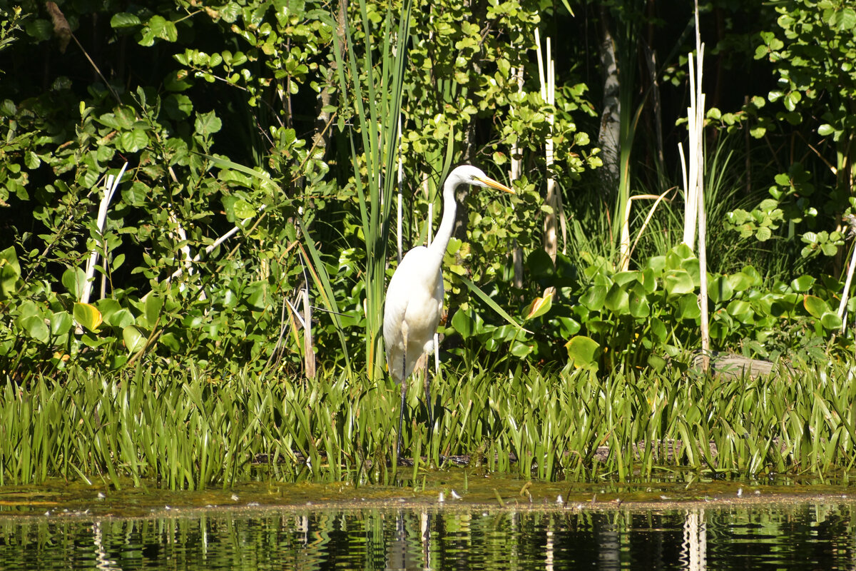 Цапэл. - Валерий Пославский