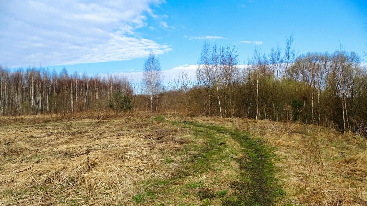 Дорога рыбаков по берегу Днепра. - Милешкин Владимир Алексеевич 