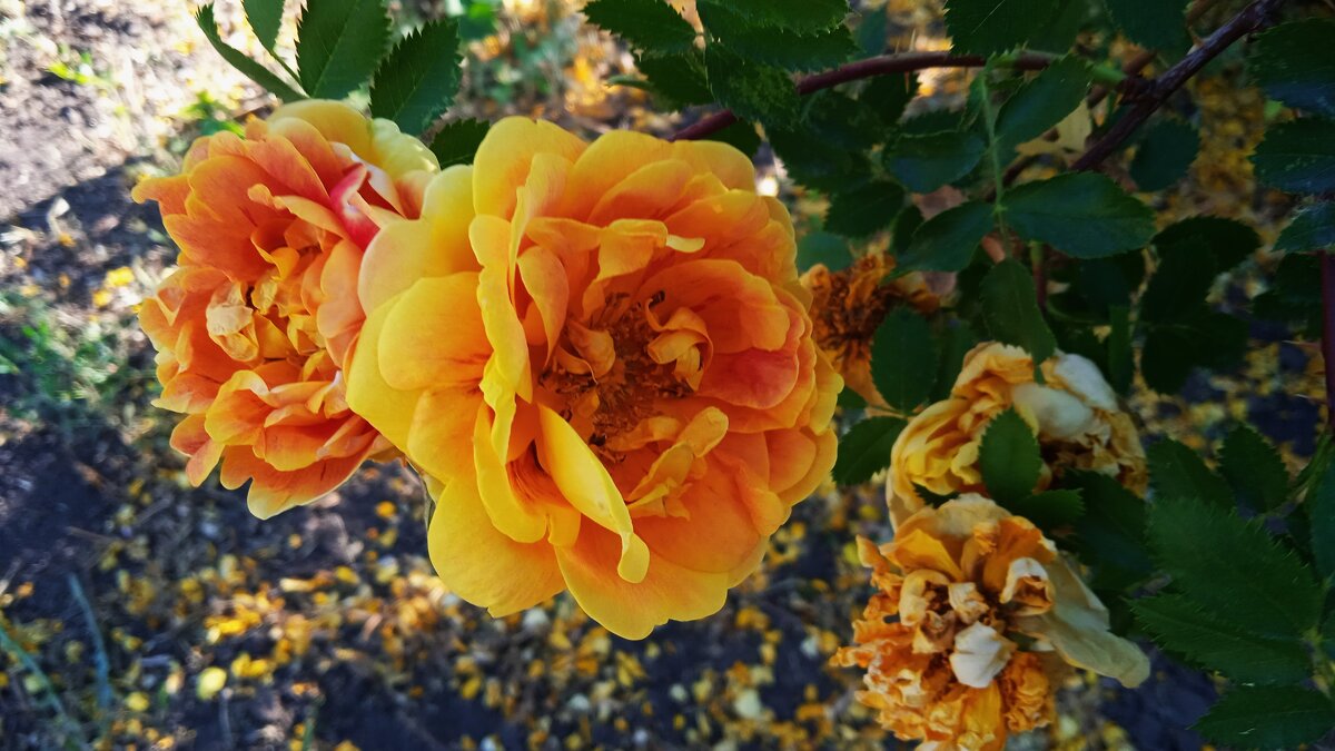 прошлогоднее - Елена Шаламова