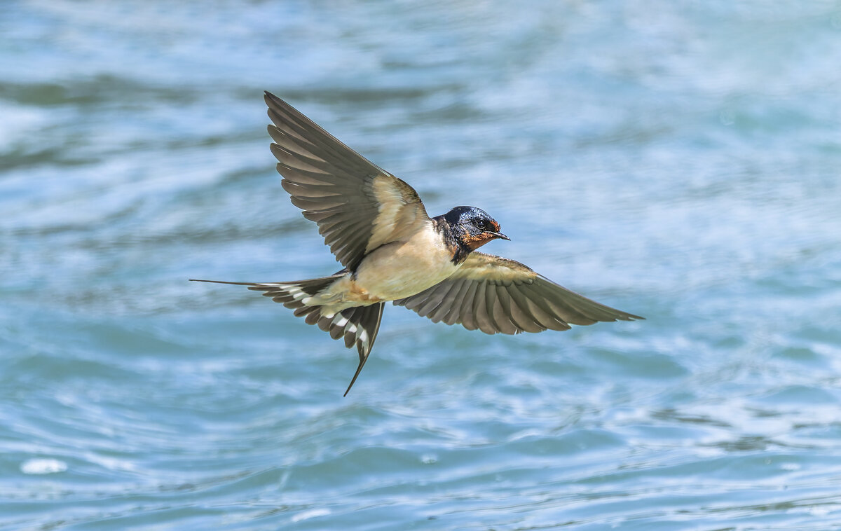 ласточка деревенская. - юрий макаров