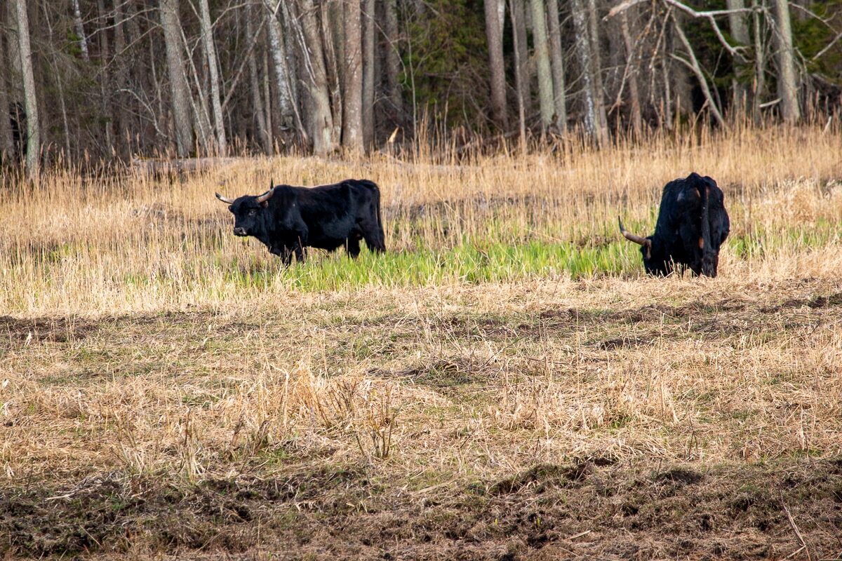 Быки Хека. - Геннадий Порохов