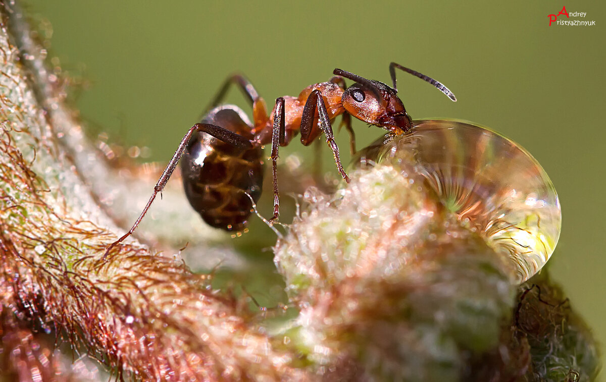 Муравей и капелька - Андрей Пристяжнюк