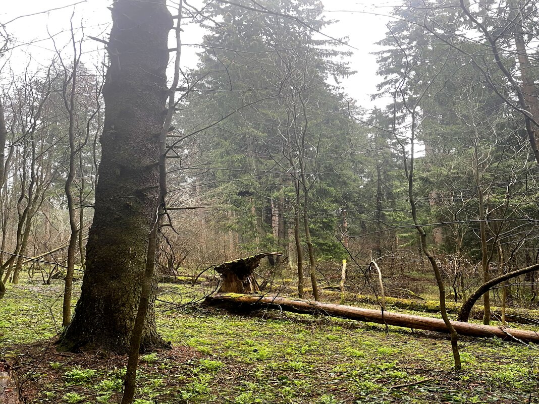 В лесу - Андрей Л. В.