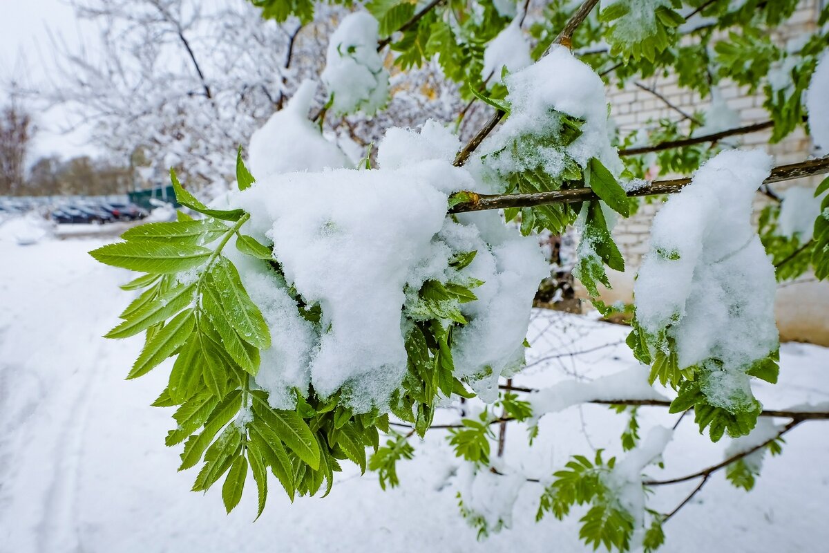 19 Апреля 2017 года город Белгород ... - Ravile 