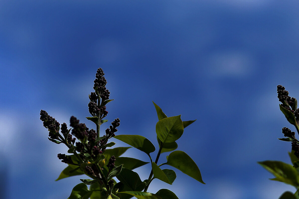 Сирень и небо - Юрий Гайворонскiий