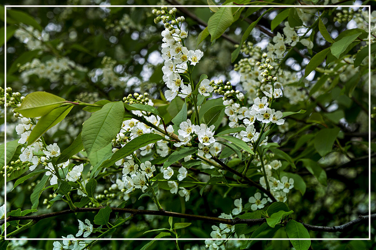 ЦВЕТЕНИЕ - Владимир Кроливец